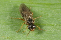 Hoplocampa
