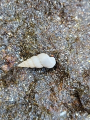 Epitoniidae