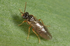 Hoplocampa