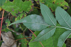 Phyllactinia fraxini