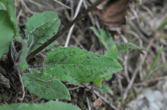 Puccinia hieracii