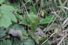 Puccinia hieracii