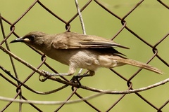 Stomiopera unicolor