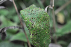 Puccinia hieracii