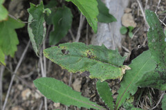 Puccinia hieracii