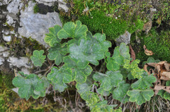 Podosphaera ferruginea