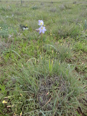 Ixia rapunculoides