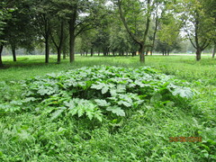 Heracleum asperum
