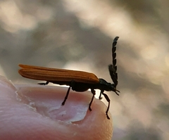 Trichalus semicostatus