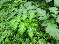 Heracleum asperum