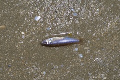 Fundulus grandis