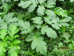 Heracleum asperum