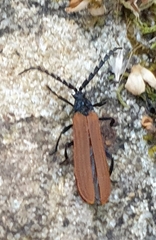 Trichalus semicostatus