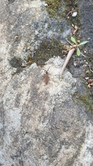 Trichalus semicostatus