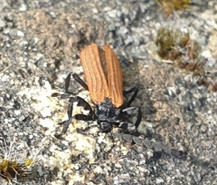 Trichalus semicostatus