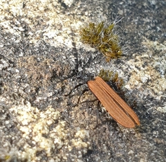 Trichalus semicostatus