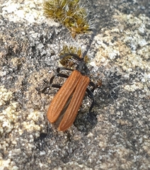 Trichalus semicostatus