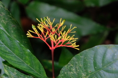 Palicourea crocea