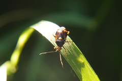 Deraeocoris