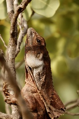 Chlamydosaurus kingii