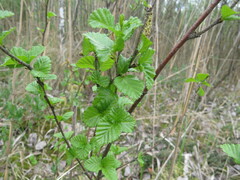 Betula humilis