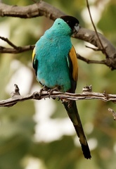 Psephotus dissimilis