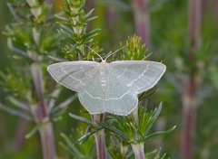 Chlorissa viridata