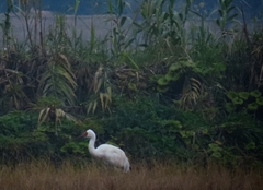 Leucogeranus leucogeranus