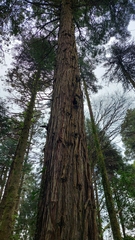 Sequoia sempervirens