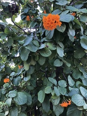 Cordia sebestena