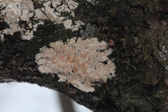 Cylindrobasidium evolvens