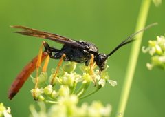 Amblyjoppa fuscipennis