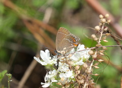Satyrium ilicis