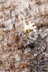 Stylidium guttatum