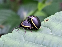 Cosmogramma patricia