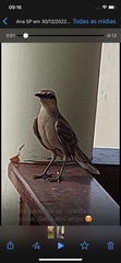 Mimus saturninus