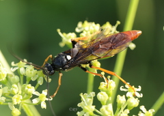 Amblyjoppa fuscipennis