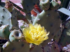 Opuntia stricta