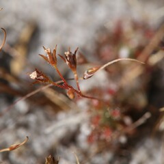 Drosera patens