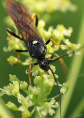 Amblyjoppa fuscipennis