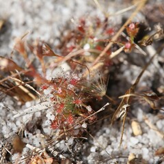 Drosera patens
