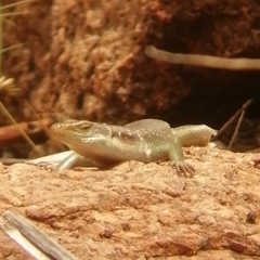 Trachylepis margaritifera