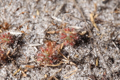 Drosera patens