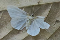 Genusa bigutta