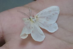 Genusa bigutta