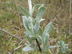 Salix lapponum