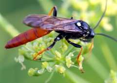 Amblyjoppa fuscipennis