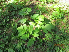 Heracleum asperum