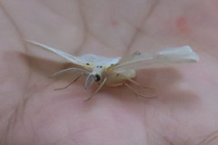Genusa bigutta