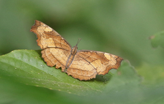 Laringa horsfieldii